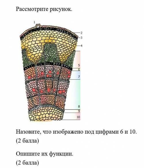 Рассмотрите рисунок. Назовите, что изображено под цифрами 6 и 10.                                   