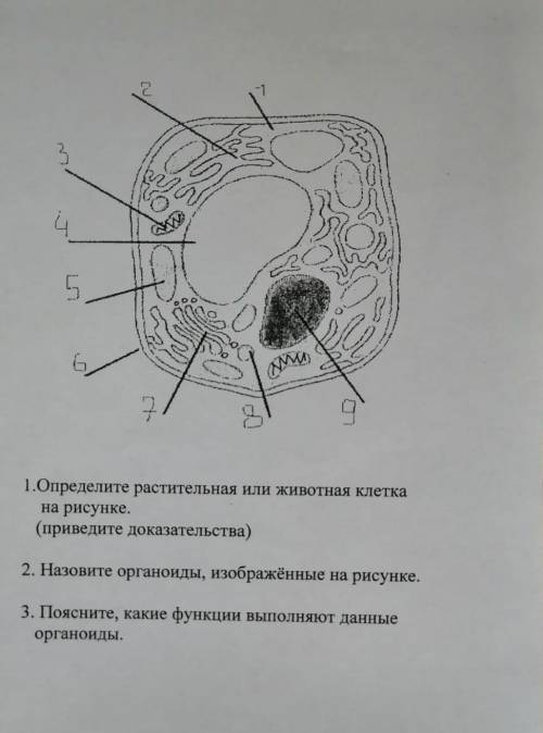 с тестом за 10 класс . Строение клетки