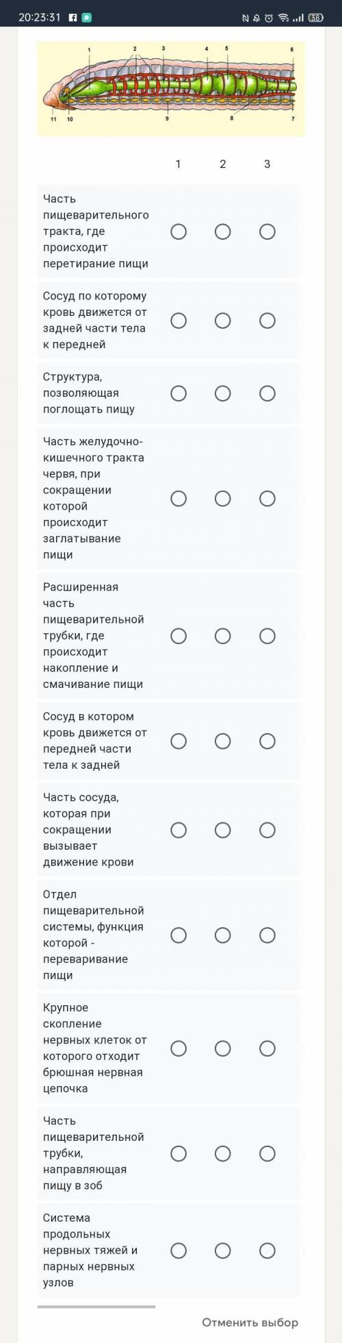 Установите соответствие между номером органа дождевого червя на рисунке и его характеристикой