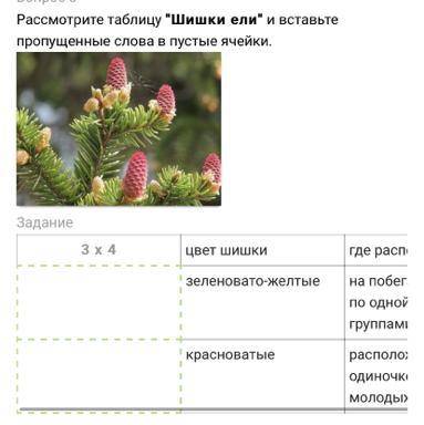 Рассмотрите таблицу Шишки ели и вставьте пропущенные слова в пустые ячейки