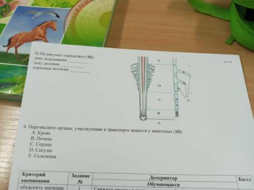 Сор по биологии 2 четверть 1 сор 7 класс 2вариант А это 2 лист