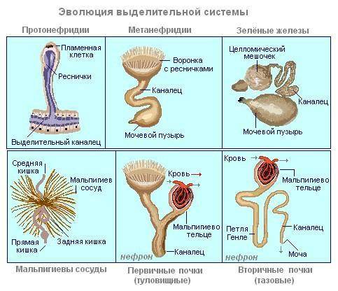 Строение органов выделения у животных