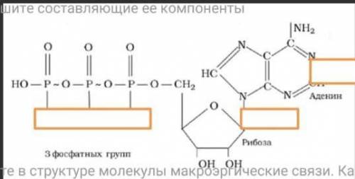 Какая молекула здесь изображена СОР