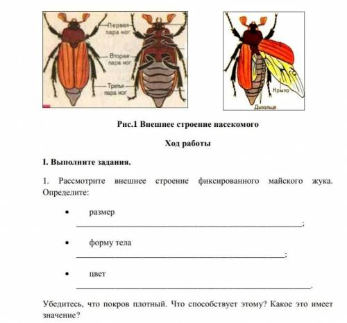 Рассмотрите внешнее строение фиксированного майского жука. Определите: · размер форму тела цвет