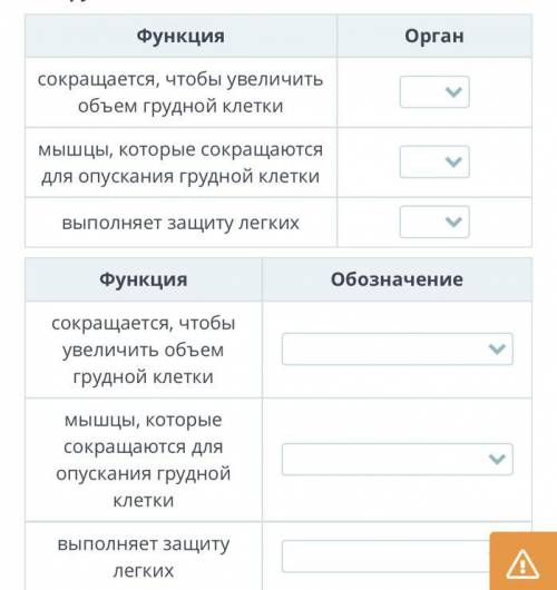 Механизм вдоха и выдоха Ниже изображена грудная клетка и органы дыхания человека. Заполни таблицу, с