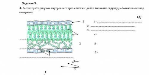 Задание 3. А. Рассмотрите рисунок внутреннего среза листа и дайте название структур обозначенных под