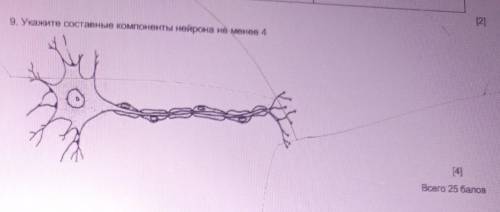 9. Укажите составные компоненты нейрона не менее 4