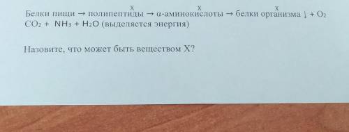 х Х Белки пищи - полипептиды - а-аминокислоты - белки организма + O2 CO2 + NH3 + H2O (выделяется эне