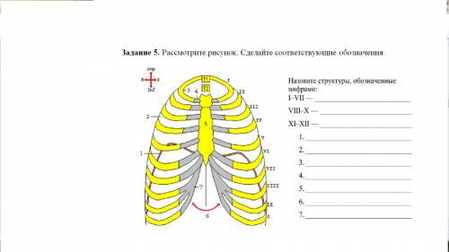 с анатомией,давая обозначения.