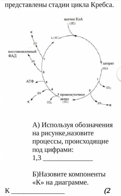 Цикл Кребса происходит в матриксе митохондрий. На рисунке представлены стадии цикла Кребса. А) Испол