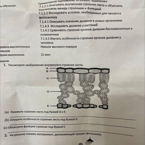 1. Рассмотрите изображение внутреннего строения листа. (а) Назовите строения листа под буквой D и E.