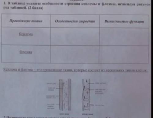 В таблице укажите особенности строения ксилемы и флоэмы, используя рисунок под таблицей очень надо ;