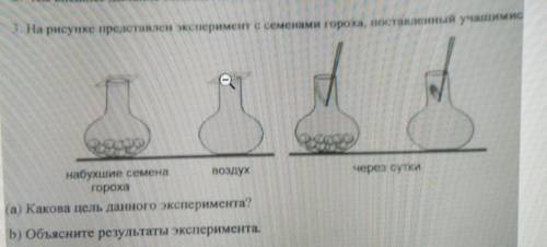 3. На рисунке представлен эксперимент с семенами гороха, поставленный учашим ие чера сутки набухшие