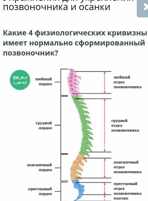 1.Шейный и крестцово-копчиковый кифозы; грудной и поясничный лордозы. 2.Шейный и поясничный лордозы;