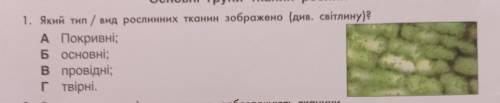 Яркий тип /рослинних тканин зображено