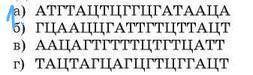 1. Розгляньте послідовність нуклеотидів в одному ланцюгу фрагмента ДНК: Виконайте вправу з реплікаці