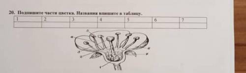 Подпишите части цветка. Названия впишите в таблицу