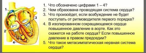 Что обозначено цифрами 1 – 4? Чем образована проводящая система сердца? Что произойдет, если возбужд