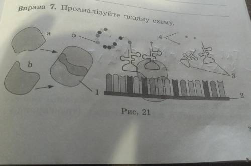 До нього визначте:1) назву процесу:2) учасників процесу:3) сутність процесу: