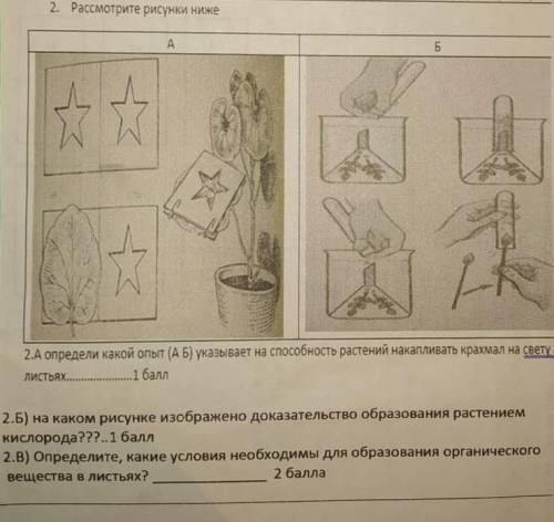 2.расмотрите рисунок ниже. 2.А. Определите какой опыт? (А Б) указывает на особенность растений накап