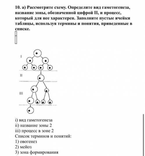 I) вид гаметогенеза ii) название зоны 2 iii) процесс в зоне 2 Список терминов и понятий: 1) овогенез