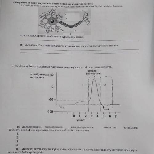 Сызбада жуйке улпасынын курылымдылык жане функционалдык бірлігі-нейрон берілген