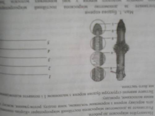 до іть будь ласка з 5.завданням 5. Зіставте вивчені структури будови кореня з малюнком і позначте ві