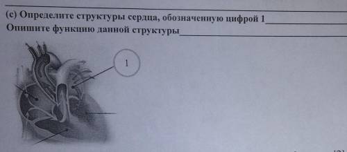 (с) Определите структуры сердца, обозначенную цифрой 1 Опишите функцию данной структуры 1