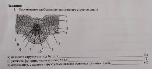 Задання: 1. Рассмотрите изображение внутреннего строения листа 1 2 3 4 1 6 5 8 9 7 10 а) назовите ст