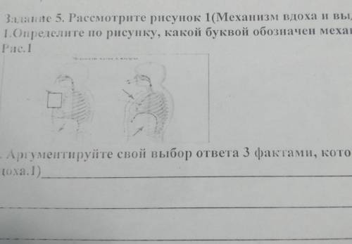 Определите по рисунку, какой буквой обозначен механизм вдолха Арнументируйте свой выбор ответа 3 фак