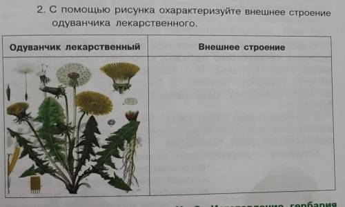 С рисунка охарактеризуйте внешнее строение одуванчика лекарственного