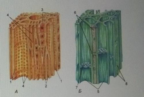 4. На рисунке изображены структуры, по которым происходит транспорт веществ у растений. 5. По какой