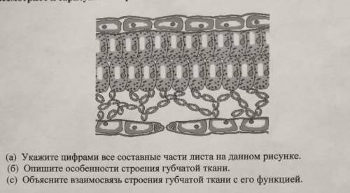 Укажите цифрами все составные части листа на данном рисунке