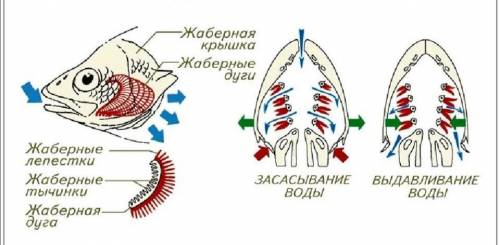 1.Опишите особенности строение и функционирования органов дыхания, характерных для рыб 2.Назовите мн