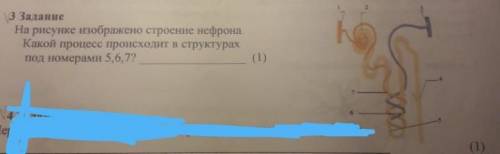 На рисунке изображено строение нефрона. Какой процесс происходит в структурах под номерами 5,6,7? (1