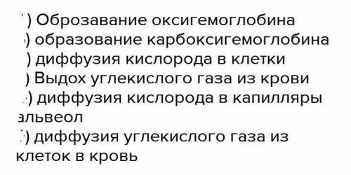 Установите соответствие между процессами, происходящими в легких и тканях человека при газообмене.