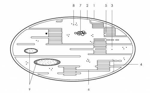 Под какими цифрами на рисунке находятся: -строма -гранулы запасных веществ -ДНК -тилакоид -наружная