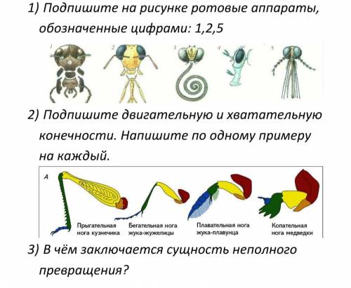 Насекомые, карточка по биологии 7 кл