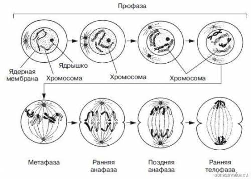 У чому полягає біологічне значення мейозу?