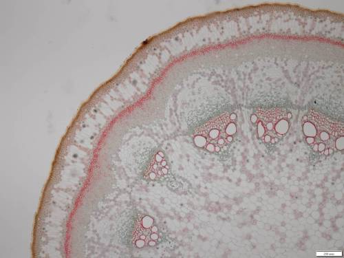 На поверхности стебля у этого растения: РизодермаПробкаЭкзодермаЭпидерма?