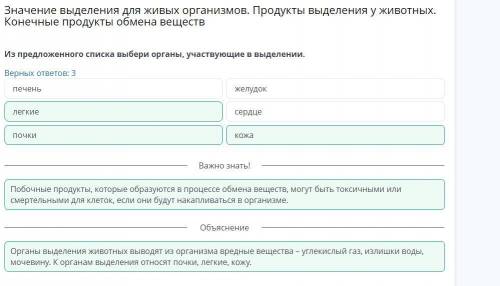 Из предложенного списка выбери органы, участвующие в выделении. Верных ответов: Легкие Печень ПОЧКИ