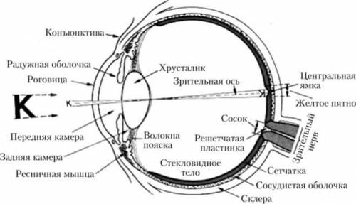 Опишите строение и функции зрительной сенсорной системы