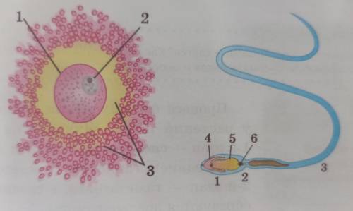 Опишите структуру половых клеток, используя рисунки