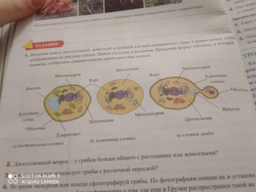 ‼️ Различие между растительной, животной и грибной клеткой начинается с ядра. Сравни между собой изо