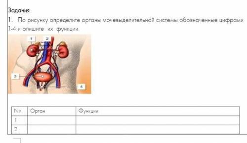 По рисунку определите органы мочевыделительной системы обозначенные цифрами 1-4 и опишите их функции