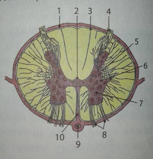 Розгляньте поперечний зріз спинного мозку і визначте цифри, якими позначено такі елементи внутрішньо