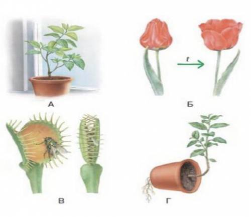 1(а) Определите причину движения растений (тропизмы, настии), используя рисунок. А Б В Г