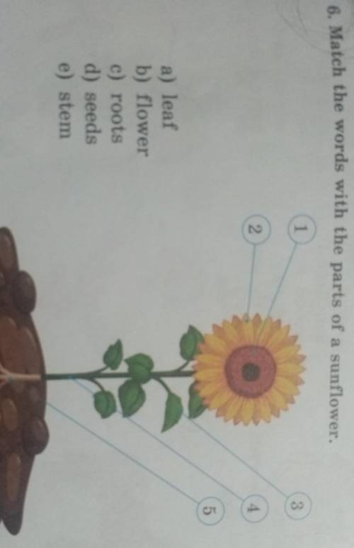 6. Match the words with the parts of a sunflower.