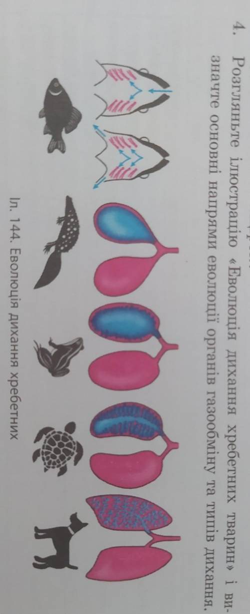 Розгляньте ілюстрацію «Еволюція дихання хребетних тварин» і визначити основні напрями еволюції орган