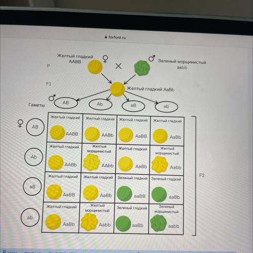 Перед Вами схема скрещивания двух растений гороха. Исходя из данных, представленных на рисунке, можн
